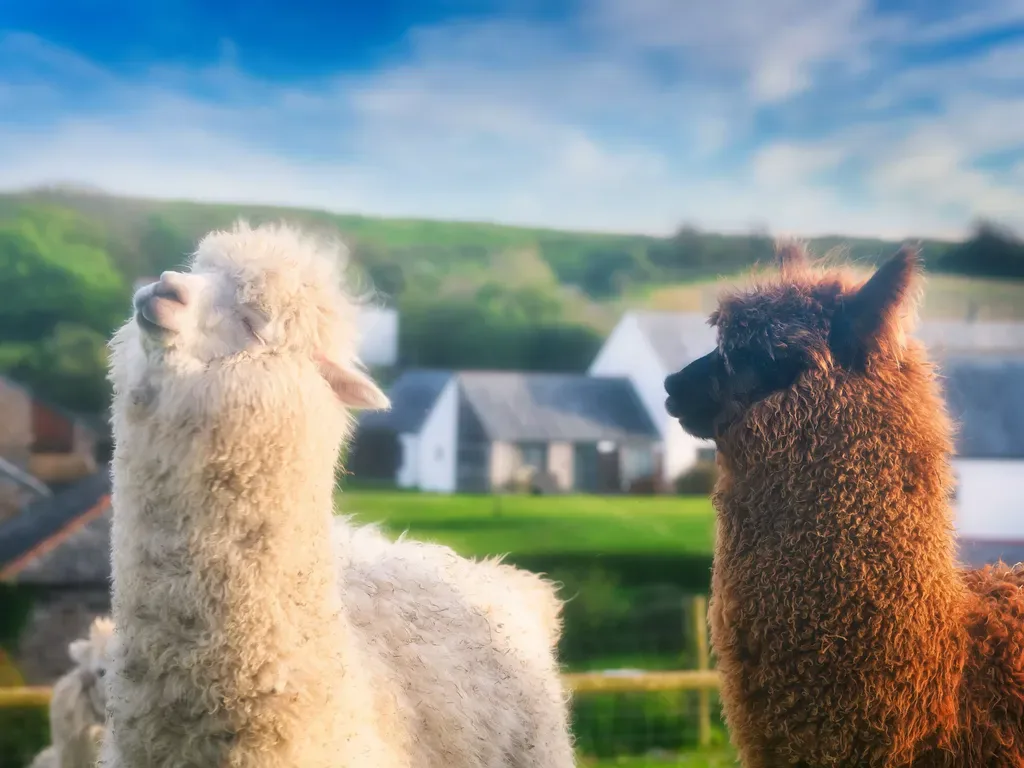 Family farm holidays at Whalesborough — working farm, animals, kids activities, safe open estate